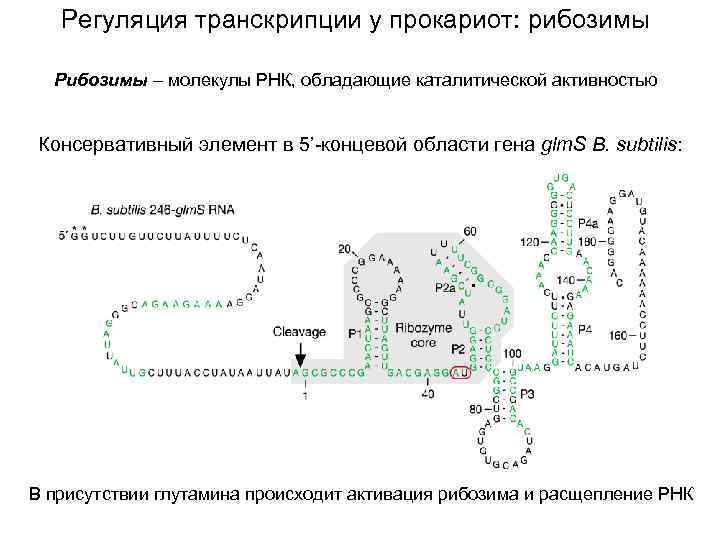 Регуляция транскрипции у прокариот: рибозимы Рибозимы – молекулы РНК, обладающие каталитической активностью Консервативный элемент