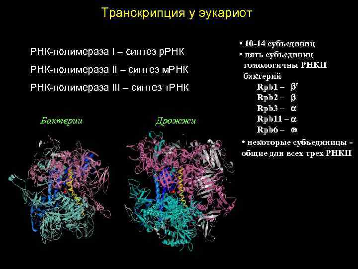 Рнк полимераза участвует. Строение РНК полимеразы у эукариот. РНК полимераза эукариот строение. Исходный продукт синтеза РНК ферментом РНК полимераза. РНК-полимераза 1 эукариот строение.