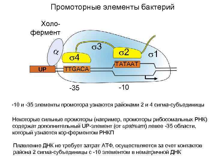 Промоторные элементы бактерий Холофермент UP 3 Кор-фермент 4 2 TTGACA -35 2 2 1