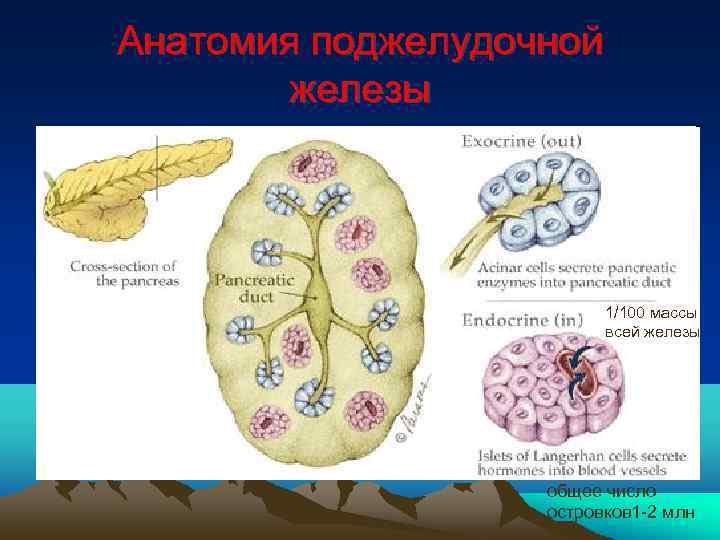 Анатомия поджелудочной железы 1/100 массы всей железы общее число островков 1 -2 млн 