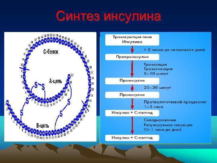 Синтез инсулина 