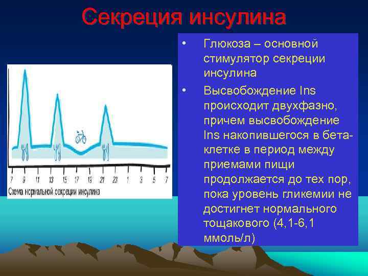 Секреция инсулина • • Глюкоза – основной стимулятор секреции инсулина Высвобождение Ins происходит двухфазно,