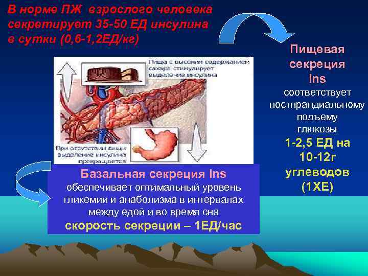В норме ПЖ взрослого человека секретирует 35 -50 ЕД инсулина в сутки (0, 6