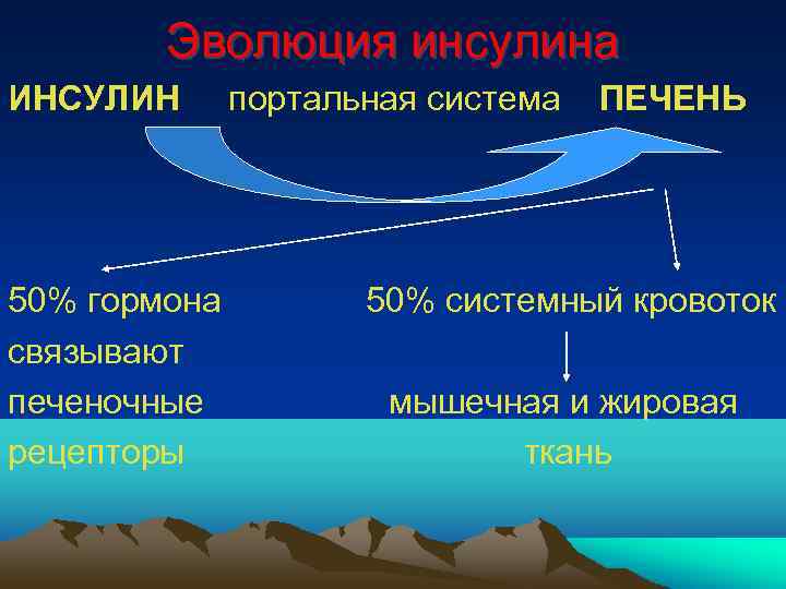 Эволюция инсулина ИНСУЛИН 50% гормона связывают печеночные рецепторы портальная система ПЕЧЕНЬ 50% системный кровоток