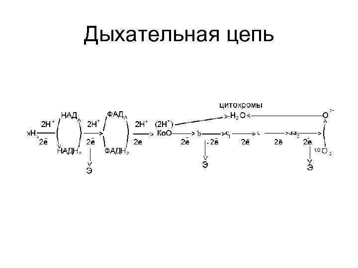 Структурная цепь. Строение дыхательной цепи биохимия. Схема дыхательной цепи митохондрий. Дыхательная цепь биохимия реакции. Схема дыхательной цепи биохимия.