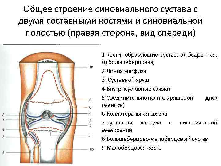 Общее строение синовиального сустава с двумя составными костями и синовиальной полостью (правая сторона, вид