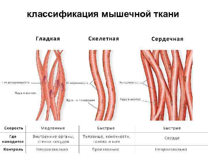 Какими цифрами обозначены изображения мышечной ткани