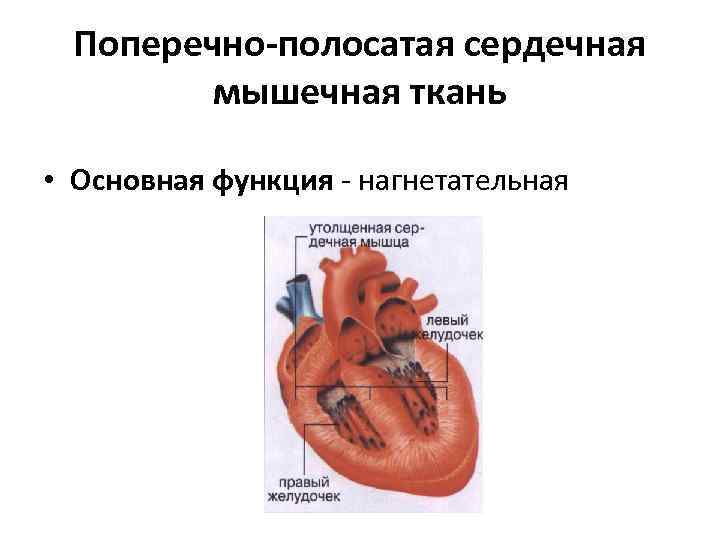 Поперечно-полосатая сердечная мышечная ткань • Основная функция - нагнетательная 