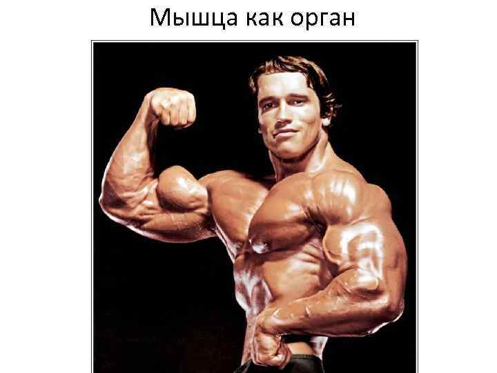 Мышца как орган 