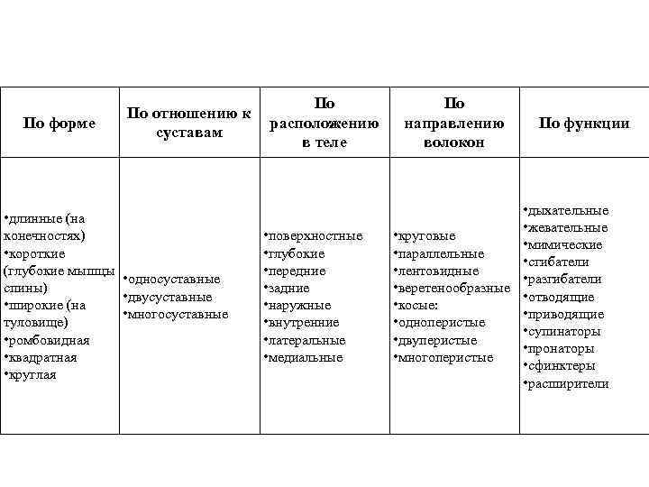 По форме По отношению к суставам • длинные (на конечностях) • короткие (глубокие мышцы