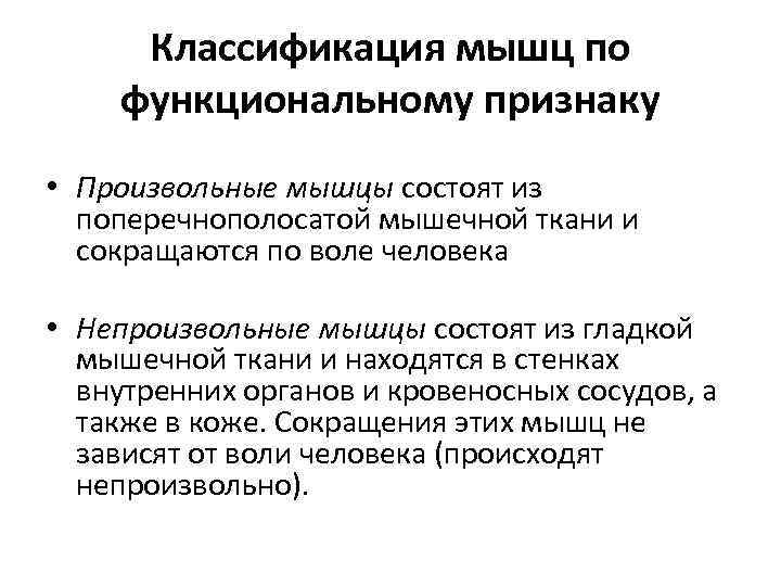 Классификация мышц по функциональному признаку • Произвольные мышцы состоят из поперечнополосатой мышечной ткани и