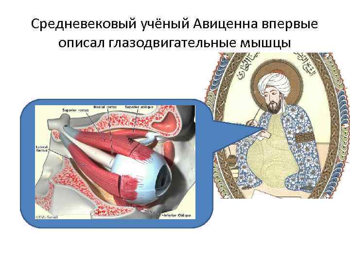 Средневековый учёный Авиценна впервые описал глазодвигательные мышцы 