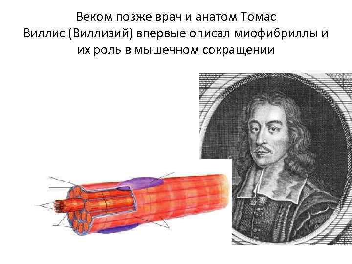 Веком позже врач и анатом Томас Виллис (Виллизий) впервые описал миофибриллы и их роль