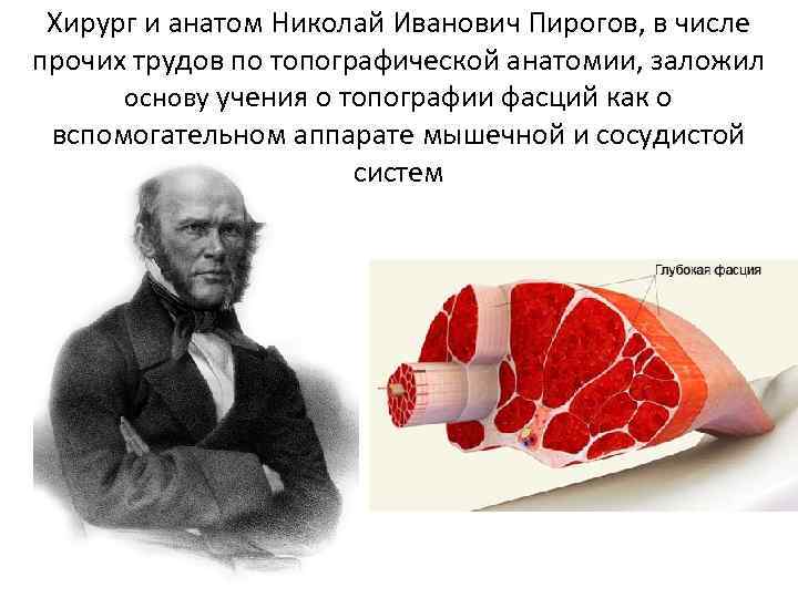 Хирург и анатом Николай Иванович Пирогов, в числе прочих трудов по топографической анатомии, заложил