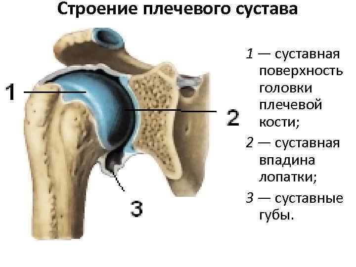 Плечевой сустав строение фото