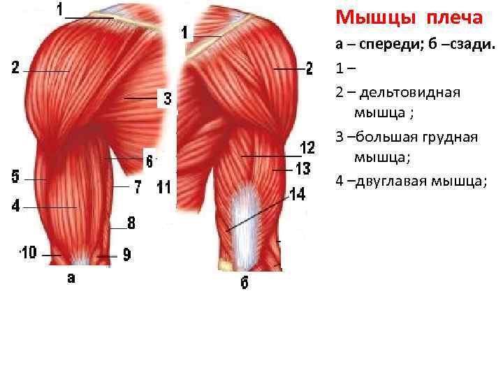 Сухожилие надостной мышцы плеча фото