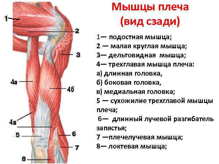 Мышцы женщины анатомия фото