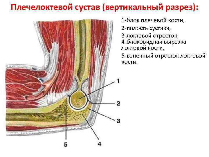 Плечелоктевой сустав