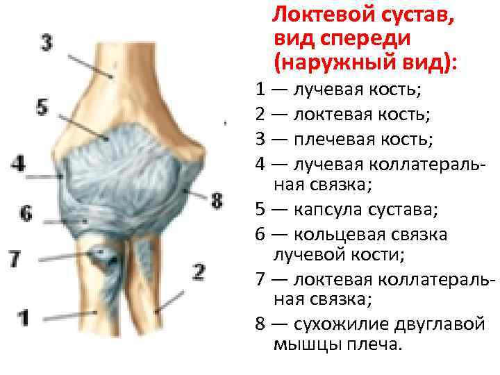 Локтевой сустав рисунок