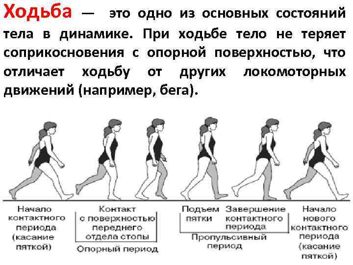 Ходьба — это одно из основных состояний тела в динамике. При ходьбе тело не