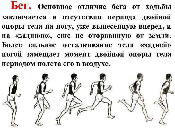 Бег. Основное отличие бега от ходьбы заключается в отсутствии периода двойной опоры тела на