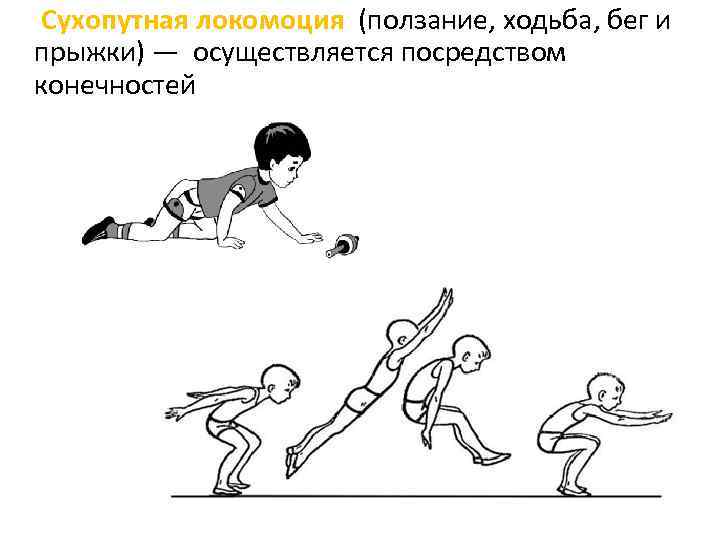Сухопутная локомоция (ползание, ходьба, бег и прыжки) — осуществляется посредством конечностей 