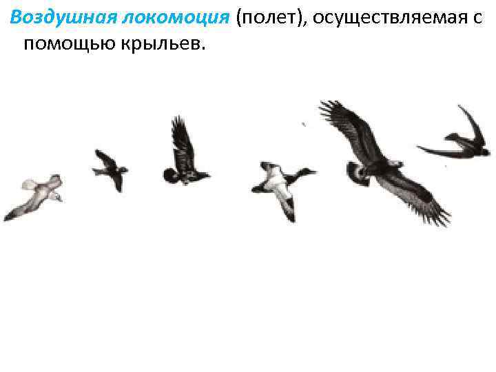 Воздушная локомоция (полет), осуществляемая с помощью крыльев. 