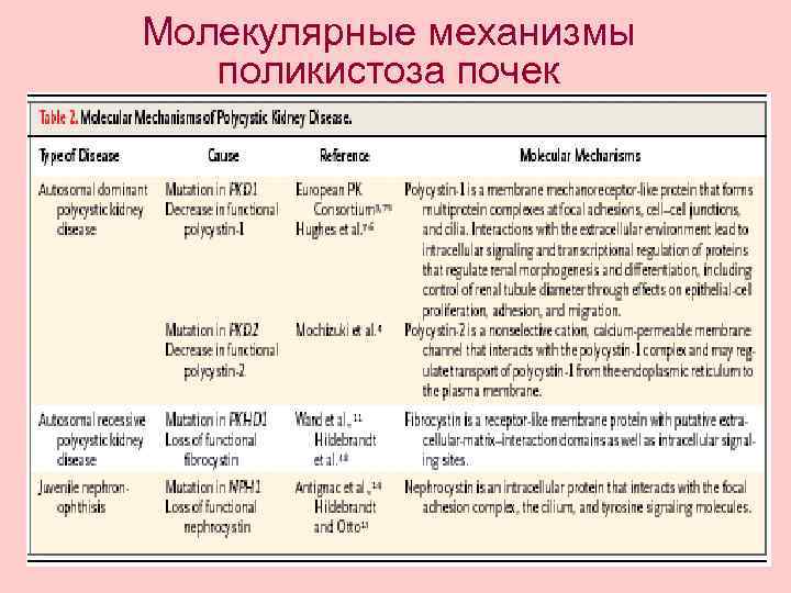 Молекулярные механизмы поликистоза почек 
