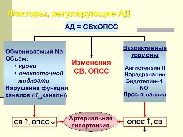 Факторы, регулирующие АД АД = СВх. ОПСС Обмениваемый Na+ Объем: Изменения • крови СВ,