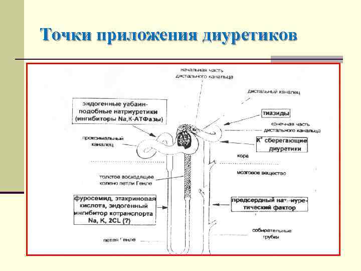 Точки приложения диуретиков схема