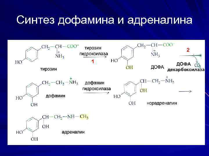 Синтез дофамина и адреналина 2 1 ДОФА декарбоксилаза 
