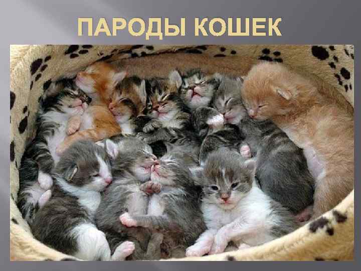 ПАРОДЫ КОШЕК 