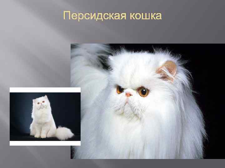Персидская кошка 