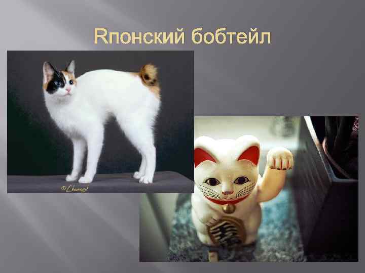 Японский бобтейл 