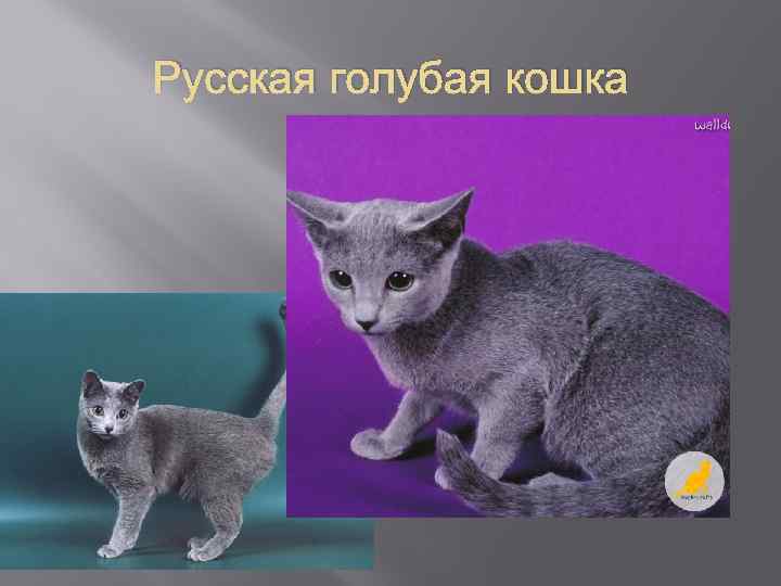 Русская голубая кошка 