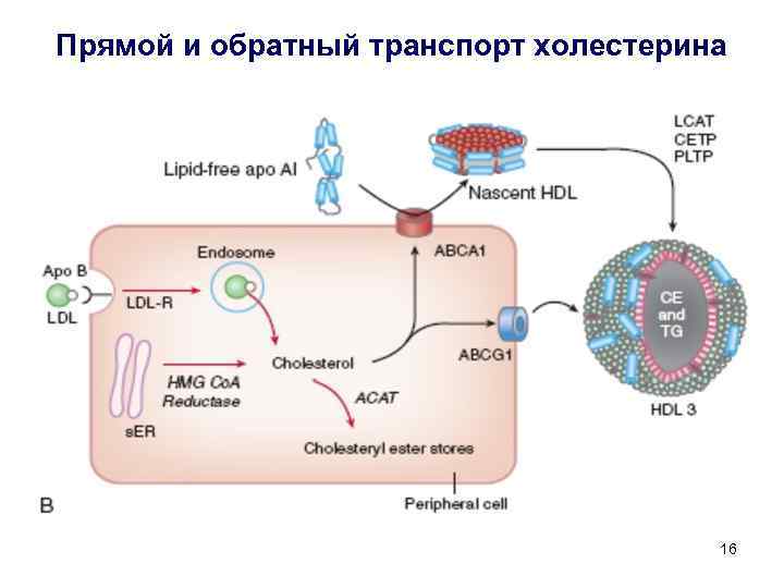 Прямой и обратный транспорт холестерина 16 