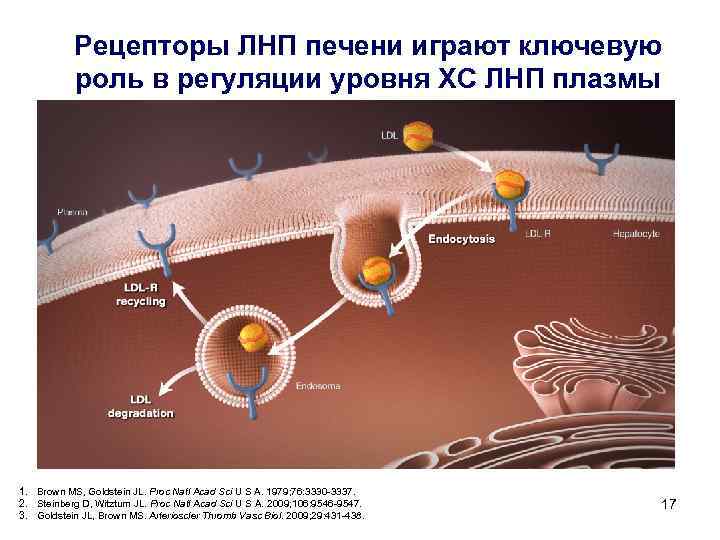 Рецепторы ЛНП печени играют ключевую роль в регуляции уровня ХС ЛНП плазмы LDL 1.