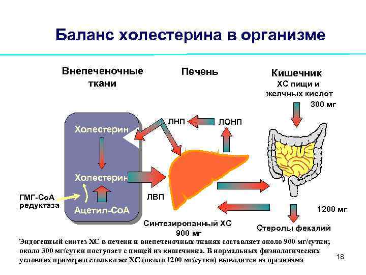 Баланс холестерина в организме Внепеченочные ткани Печень Кишечник ХС пищи и желчных кислот 300