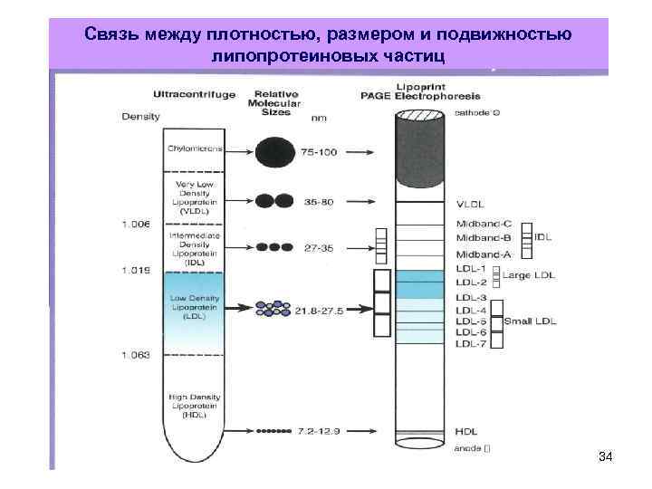 Связь между плотностью, размером и подвижностью липопротеиновых частиц 34 