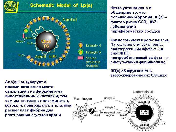 Четко установлено и общепринято, что повышенный уровни ЛП(а) – фактор риска ССЗ, ЦВЗ, заболеваний