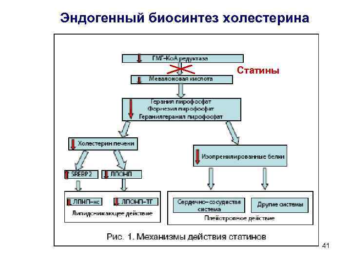 Эндогенный биосинтез холестерина Статины 41 