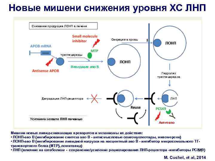 Новые мишени снижения уровня ХС ЛНП Снижение продукции ЛОНП в печени Секреция в кровь