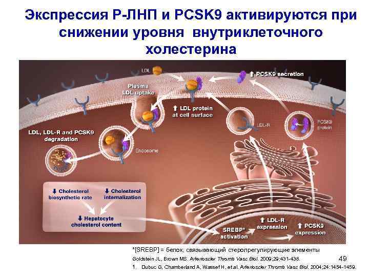 Экспрессия Р-ЛНП и PCSK 9 активируются при снижении уровня внутриклеточного холестерина *[SREBP] = белок,