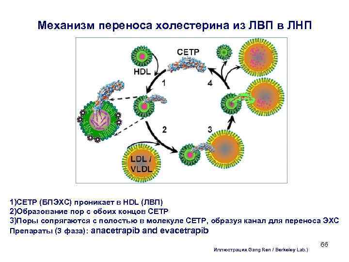 Механизм переноса холестерина из ЛВП в ЛНП 1)CETP (БПЭХС) проникает в HDL (ЛВП) 2)Образование