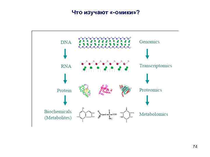 Что изучают «-омики» ? 74 
