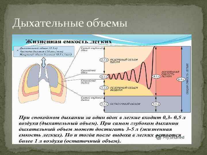 Дыхательные объемы 