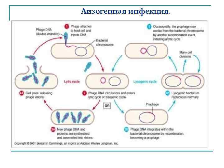 Лизогенная инфекция. 