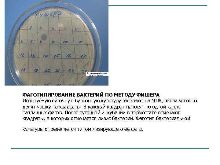 ФАГОТИПИРОВАНИЕ БАКТЕРИЙ ПО МЕТОДУ ФИШЕРА Испытуемую суточную бульонную культуру засевают на МПА, затем условно