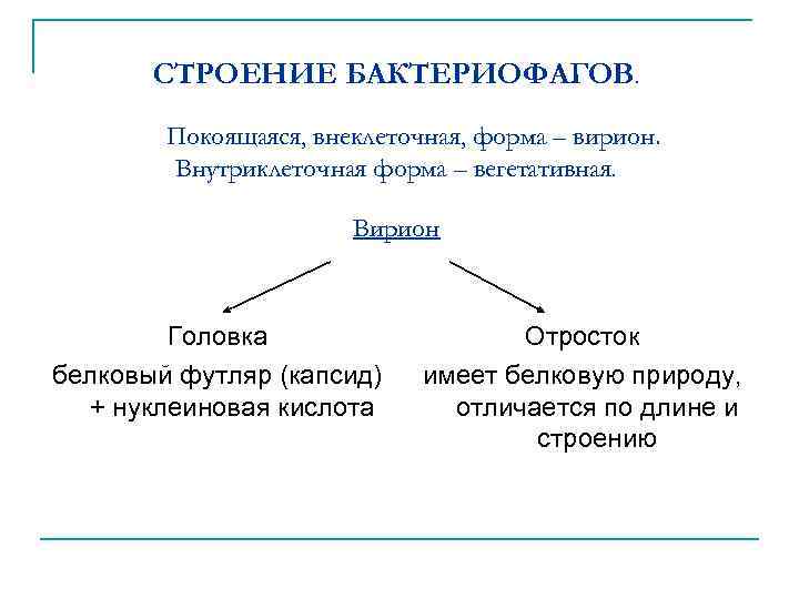 СТРОЕНИЕ БАКТЕРИОФАГОВ. Покоящаяся, внеклеточная, форма – вирион. Внутриклеточная форма – вегетативная. Вирион Головка белковый