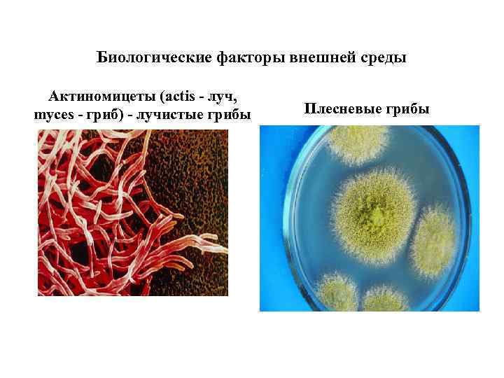 Биологические факторы воды. Биологические факторы микроорганизмов. Влияние факторов на среды микробов.